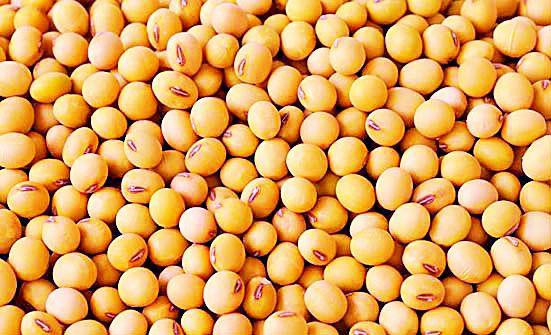 4,585 farmers died due to the help of soybean | ४,५८५ शेतकरी सोयाबीनच्या मदतीला मुकले 4,585 farmers died due to the help of soybean | ४,५८५ शेतकरी सोयाबीनच्या मदतीला मुकले