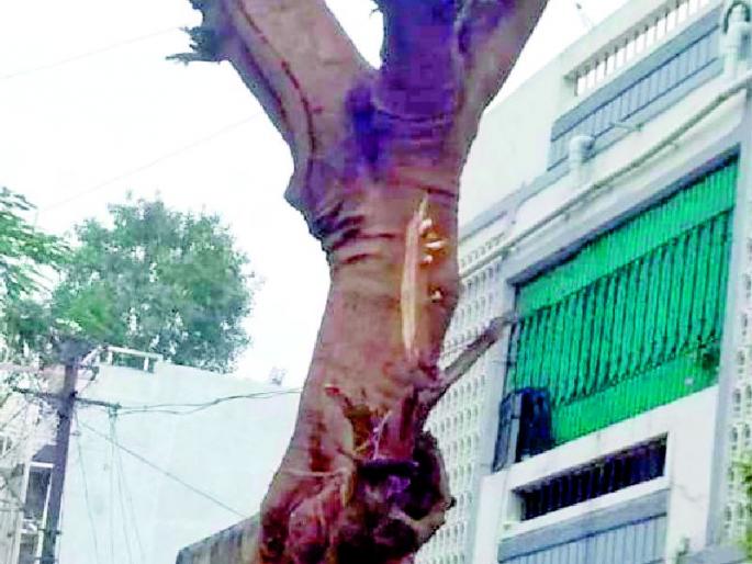 Ax on centenarians against the most dangerous trees | अतिधोकादायक वृक्षांच्या आड शतायुषींवर कुऱ्हाड