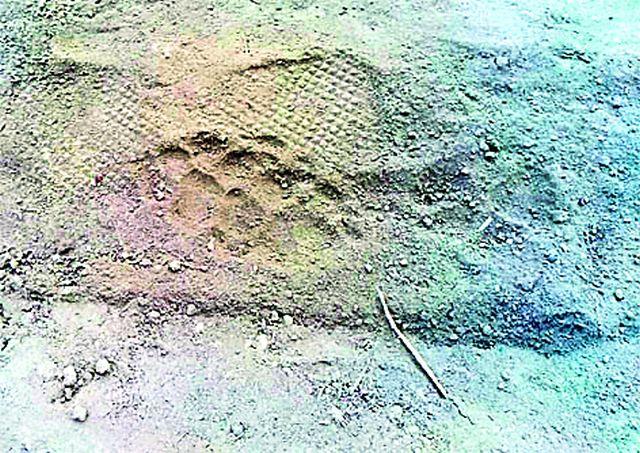 Tiger View in Deoli Shiva | देवळी शिवारात व्याघ्र दर्शन Tiger View in Deoli Shiva | देवळी शिवारात व्याघ्र दर्शन