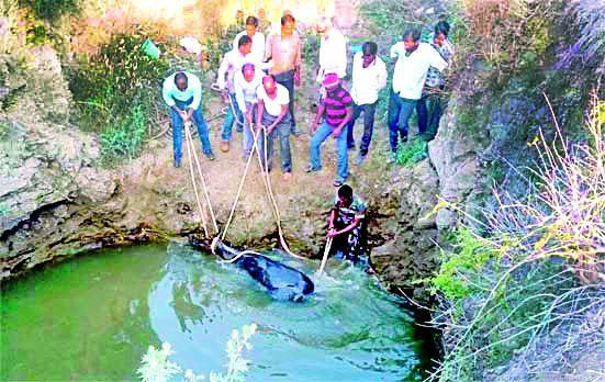 Out of the eight, three of the three Rohies were safely out of the well | आठपैकी तीन रोह्यांना विहिरीबाहेर सुखरूप काढले Out of the eight, three of the three Rohies were safely out of the well | आठपैकी तीन रोह्यांना विहिरीबाहेर सुखरूप काढले