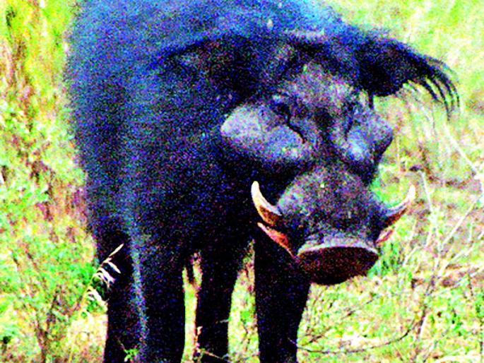 Randukar's forestry is also a headache | रानडुकरांची वनखात्यालाही डोकेदुखी Randukar's forestry is also a headache | रानडुकरांची वनखात्यालाही डोकेदुखी