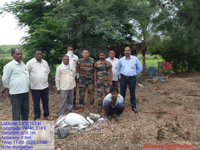 Antelope hunting in the mountains; Companion absconding | डोंगरगावात काळविटाची शिकार; साथीदार फरार Antelope hunting in the mountains; Companion absconding | डोंगरगावात काळविटाची शिकार; साथीदार फरार