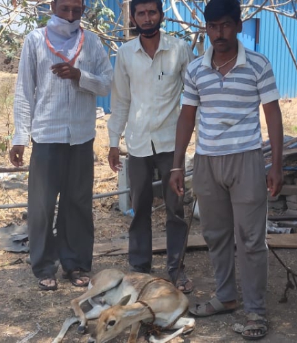 Death to a deer that fell into a well | विहिरीत पडलेल्या हरिणाला जीवदान Death to a deer that fell into a well | विहिरीत पडलेल्या हरिणाला जीवदान