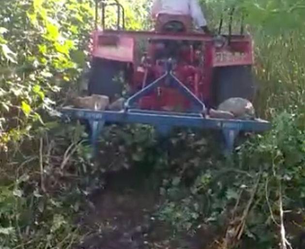 In Yavatmal district, a farmer rotates a rotavator on 18 acres of cotton | यवतमाळ जिल्ह्यात १८ एकरातील कपाशीवर शेतकऱ्याने फिरविले रोटावेटर