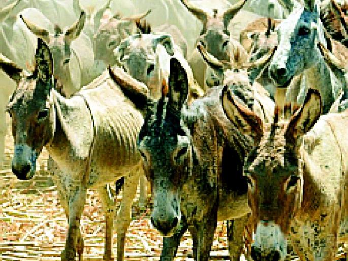 Frontier with donkeys to pay pensioners | पेन्शनर काढणार गाढवांसह मोर्चा Frontier with donkeys to pay pensioners | पेन्शनर काढणार गाढवांसह मोर्चा