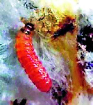  Bondli on 36 thousand hectares | ३६ हजार हेक्टरवर बोंडअळी