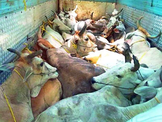 Animal smuggling from the container | कन्टेनरमधून जनावर तस्करी Animal smuggling from the container | कन्टेनरमधून जनावर तस्करी