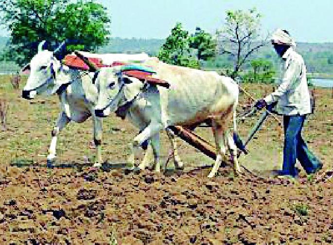 41 thousand farmers are deprived | ४१ हजार शेतकरी वंचित 41 thousand farmers are deprived | ४१ हजार शेतकरी वंचित