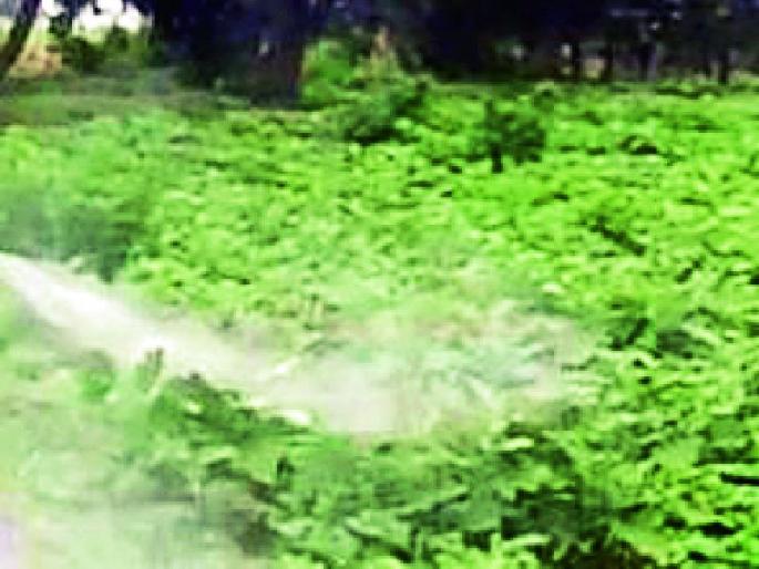 Sowing is done in Umarkhed taluka | उमरखेड तालुक्यात पेरण्या आटोपल्या