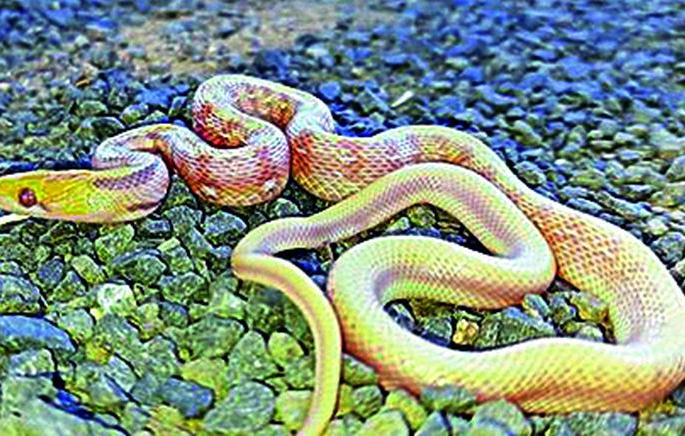 The snake is worshiped on Nagpanchami, so why is it killed on other days? | नागपंचमीला सापाला पूजले जाते, मग इतर दिवशी का मारले जाते? The snake is worshiped on Nagpanchami, so why is it killed on other days? | नागपंचमीला सापाला पूजले जाते, मग इतर दिवशी का मारले जाते?