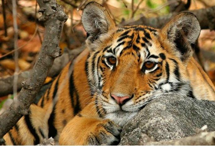 Home Stay in Buffer Area for Tadoba Tourists | ताडोबाच्या पर्यटकांसाठी बफर क्षेत्रात ‘होम स्टे’