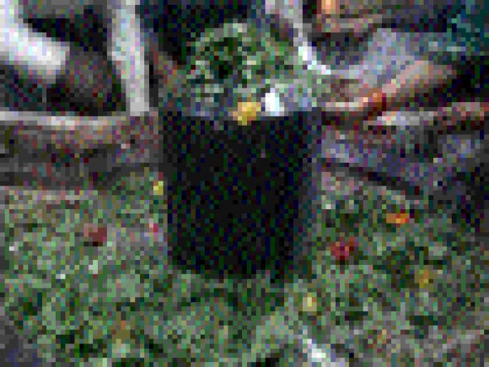 Second Shravan Monday, Vaidyanath Darshan crowd | दुसऱ्या श्रावण सोमवारी वैद्यनाथ दर्शनास गर्दी Second Shravan Monday, Vaidyanath Darshan crowd | दुसऱ्या श्रावण सोमवारी वैद्यनाथ दर्शनास गर्दी