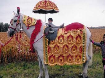 Family in economic trouble who supply horse in marrige due to restrictions of corona | कोरोनामुळे शुभमंगल 'विना वराती' सावधान'; घोडे दावणीला, व्यावसायिकांची होतेय ओढाताण Family in economic trouble who supply horse in marrige due to restrictions of corona | कोरोनामुळे शुभमंगल 'विना वराती' सावधान'; घोडे दावणीला, व्यावसायिकांची होतेय ओढाताण