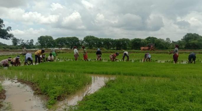 Wages of agricultural laborers should also be doubled; Demand for agricultural practitioners | शेतमजुरांची मजुरीही दुप्पट करावी; शेती अभ्यासकांची मागणी Wages of agricultural laborers should also be doubled; Demand for agricultural practitioners | शेतमजुरांची मजुरीही दुप्पट करावी; शेती अभ्यासकांची मागणी