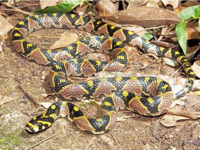 Mandarine Rat Snake found in Mizoram forest | मिझोरमच्या जंगलात आढळला ‘मॅन्डारीन रॅट स्नेक’