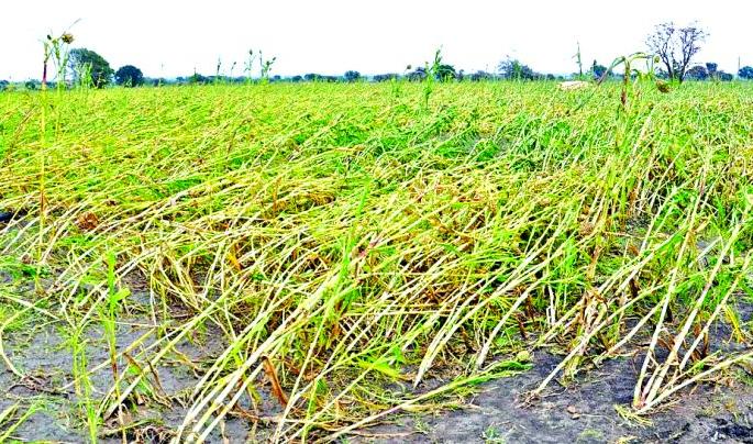 Damage of crop in Nagpur district in 54,202 hectares | नागपूर जिल्ह्यात ५४,२०२ हेक्टरमध्ये नुकसान Damage of crop in Nagpur district in 54,202 hectares | नागपूर जिल्ह्यात ५४,२०२ हेक्टरमध्ये नुकसान