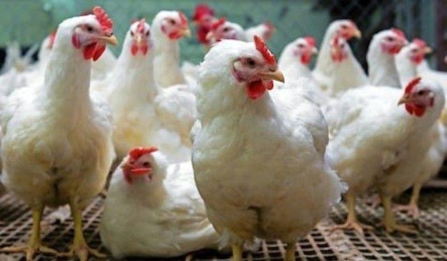 7 to 8 crore daily turnover in poultry in crisis | पोल्ट्रीतील ७ ते ८ कोटींची दैनिक उलाढाल संकटात 7 to 8 crore daily turnover in poultry in crisis | पोल्ट्रीतील ७ ते ८ कोटींची दैनिक उलाढाल संकटात