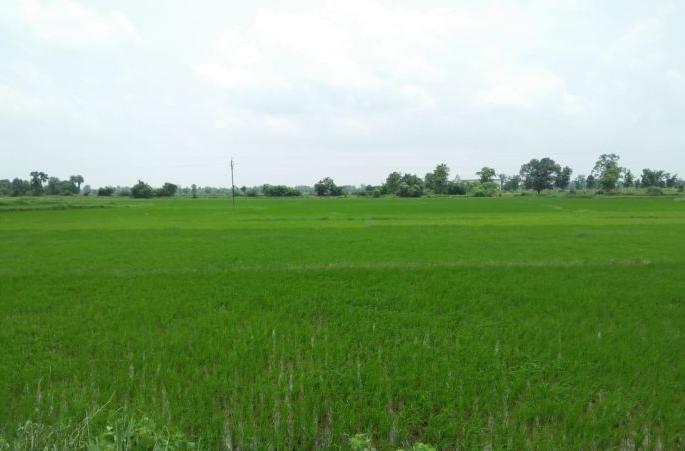 Farmer gets land for fodder; Decision of state government | चाऱ्यासाठी शेतकऱ्यांना मिळणार गाळपेर जमीन; राज्य शासनाचा निर्णय Farmer gets land for fodder; Decision of state government | चाऱ्यासाठी शेतकऱ्यांना मिळणार गाळपेर जमीन; राज्य शासनाचा निर्णय