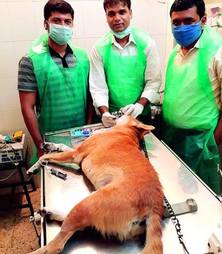 Dog Root Canal; The country's first experiment | कुत्र्याचे केले रूट कॅनल; देशातील पहिलाच प्रयोग Dog Root Canal; The country's first experiment | कुत्र्याचे केले रूट कॅनल; देशातील पहिलाच प्रयोग