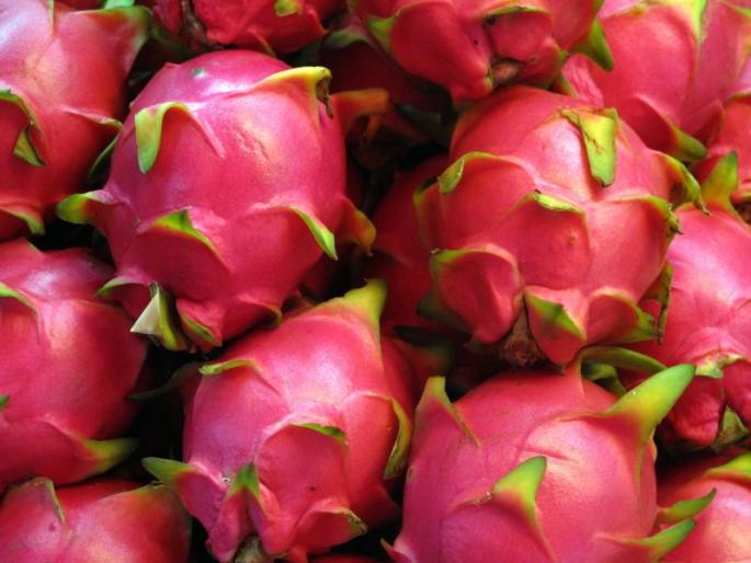 Now Dragon fruit will be cultivated in Gondia district | गोंदियात फुलतेय ड्रॅगन फळाची बाग Now Dragon fruit will be cultivated in Gondia district | गोंदियात फुलतेय ड्रॅगन फळाची बाग