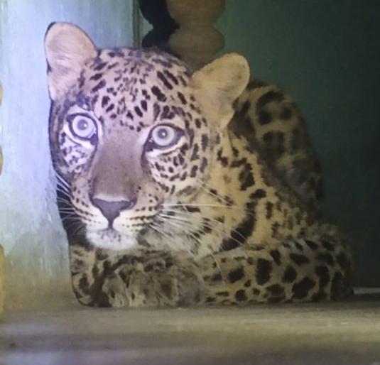 He went in search of a cat hunter but was caught in a forest trap | 'तो' निघाला मांजरीच्या शिकारीच्या शोधात पण अडकला वनविभागाच्या जाळ्यात He went in search of a cat hunter but was caught in a forest trap | 'तो' निघाला मांजरीच्या शिकारीच्या शोधात पण अडकला वनविभागाच्या जाळ्यात