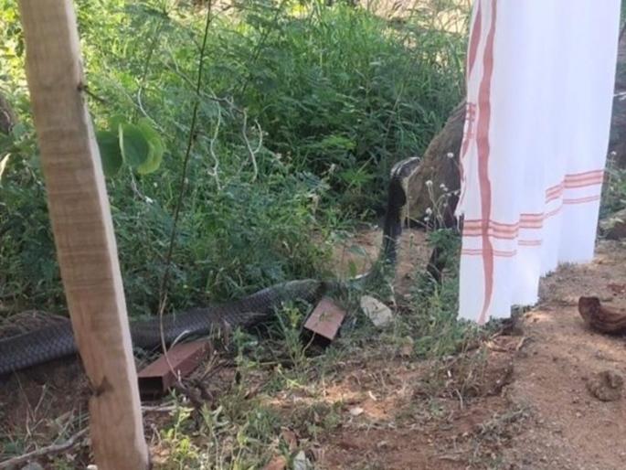 OMG! 12 ft long king cobra rescued by ranger pic will shock you | अरे बापरे बाप! पकडला गेला इतका लांब किंग कोब्रा की बघणारे बघतच राहिले, फोटो व्हायरल OMG! 12 ft long king cobra rescued by ranger pic will shock you | अरे बापरे बाप! पकडला गेला इतका लांब किंग कोब्रा की बघणारे बघतच राहिले, फोटो व्हायरल