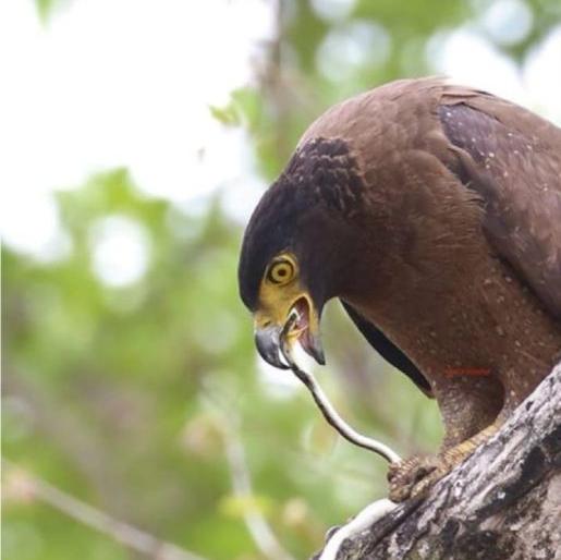 Fight for life | लढत अटीतटीची.. शर्थ मात्र फोटोग्राफरची Fight for life | लढत अटीतटीची.. शर्थ मात्र फोटोग्राफरची