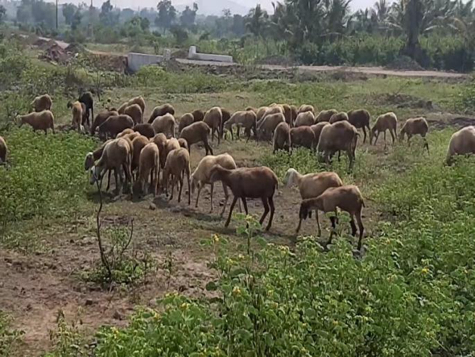 Animal wealth in danger zone due to constant rainfall | सततच्या पावसामुळे पुणे जिल्ह्यातील पशुधन धोक्यात Animal wealth in danger zone due to constant rainfall | सततच्या पावसामुळे पुणे जिल्ह्यातील पशुधन धोक्यात