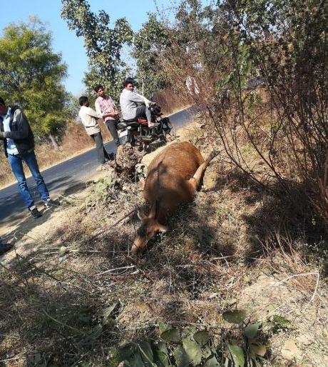 Deer cought death by an unknown vehicle on the Gondia-Kohamara road | गोंदिया-कोहमारा मार्गावर अज्ञात वाहनाच्या धडकेने सांबराचा मृत्यू