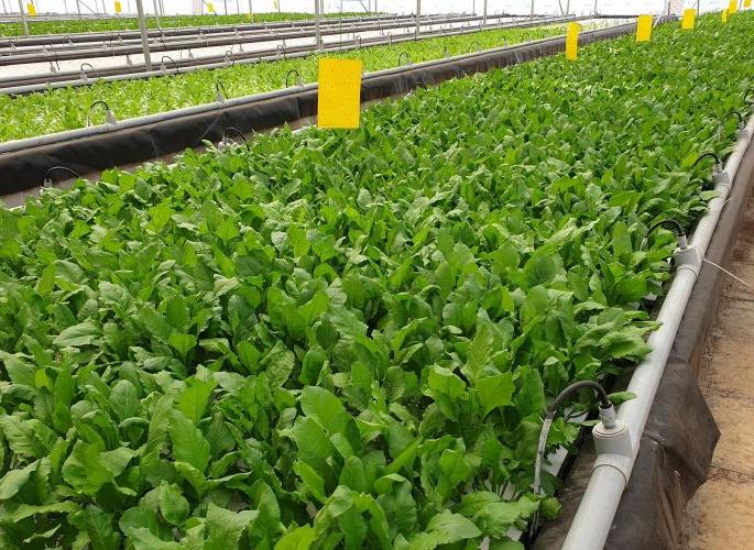 18 leafy vegetable nurseries will be set up in Nagpur | नागपुरात पालेभाज्यांच्या १८ रोपवाटिका तयार करणार 18 leafy vegetable nurseries will be set up in Nagpur | नागपुरात पालेभाज्यांच्या १८ रोपवाटिका तयार करणार