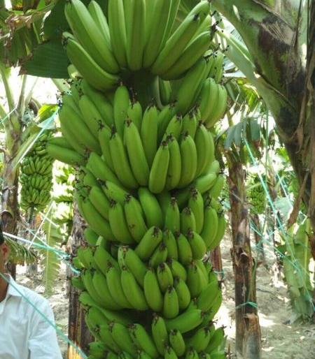 Banana garden by patients of Nagpur Mental hospital | उपराजधानीतील मनोरुग्णांनी फुलवली केळीची बाग Banana garden by patients of Nagpur Mental hospital | उपराजधानीतील मनोरुग्णांनी फुलवली केळीची बाग