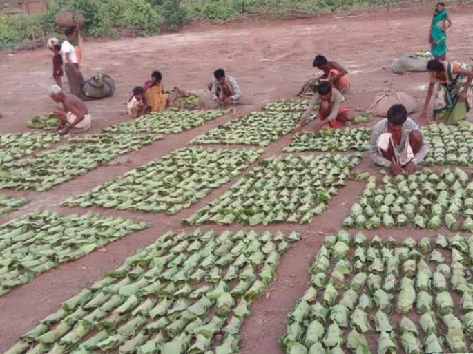 6 crore royalty of village councils drowned by tendu contractor in Gadchiroli | गडचिरोलीत तेंदू कंत्राटदाराने बुडवली ग्रामसभांची ६ कोटींची रॉयल्टी 6 crore royalty of village councils drowned by tendu contractor in Gadchiroli | गडचिरोलीत तेंदू कंत्राटदाराने बुडवली ग्रामसभांची ६ कोटींची रॉयल्टी