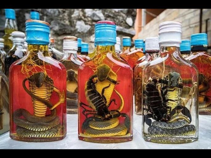 What is snake wine you should know this | विषारी सापांपासूनही तयार केली जाते दारू, ‘Snake Wine’ बाबत वाचून व्हाल हैराण What is snake wine you should know this | विषारी सापांपासूनही तयार केली जाते दारू, ‘Snake Wine’ बाबत वाचून व्हाल हैराण