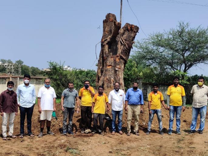 Seventy-year-old tree breathed life, replanted due to the efforts of arborists | सत्तर वर्षाच्या झाडात फुंकला प्राण, वृक्षप्रेमींच्या प्रयत्नामुळे झाले पुनर्रोपण