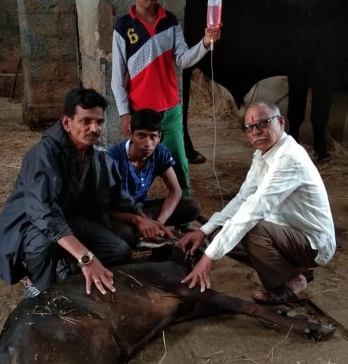 The traffic in the city of Mocat animals increased due to heat, | मोकाट जनावरांचा शहरातील वाहतुकीला ताप, वाहनांच्या धडकेत जनावरे जखमी होण्याचे प्रमाण वाढले The traffic in the city of Mocat animals increased due to heat, | मोकाट जनावरांचा शहरातील वाहतुकीला ताप, वाहनांच्या धडकेत जनावरे जखमी होण्याचे प्रमाण वाढले