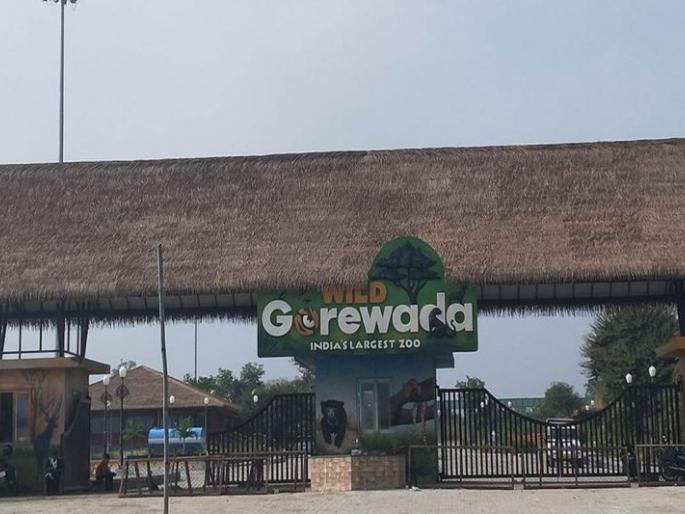 Bird count in Gorewada Biopark; Record of exotic birds | गोरेवाडा बायोपार्कमध्ये पक्षी गणना; विदेशी पक्ष्यांची नोंद Bird count in Gorewada Biopark; Record of exotic birds | गोरेवाडा बायोपार्कमध्ये पक्षी गणना; विदेशी पक्ष्यांची नोंद
