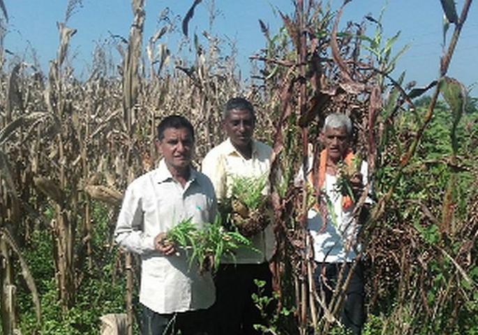 Demand for Govt of Rs 1 crore for 3 thousand hectares | ६२ हजार हेक्टरसाठी ४३ कोटींच्या अनुदानाची शासनाकडे मागणी Demand for Govt of Rs 1 crore for 3 thousand hectares | ६२ हजार हेक्टरसाठी ४३ कोटींच्या अनुदानाची शासनाकडे मागणी