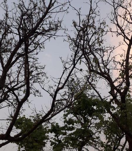 Now a school of birds was filling up again | आता पुन्हा भरू लागली तिथे पक्ष्यांची शाळा; बदलत्या वातावरणाचा परिणाम Now a school of birds was filling up again | आता पुन्हा भरू लागली तिथे पक्ष्यांची शाळा; बदलत्या वातावरणाचा परिणाम