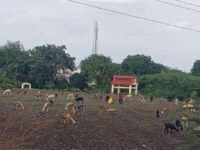 Animals have no food; Tanker to 60 villages, 345 wadis increased | दुष्काळी झळा वाढल्या, जनावरांना चारा नाही; ६० गावे, ३४५ वाड्यांना टॅंकर Animals have no food; Tanker to 60 villages, 345 wadis increased | दुष्काळी झळा वाढल्या, जनावरांना चारा नाही; ६० गावे, ३४५ वाड्यांना टॅंकर