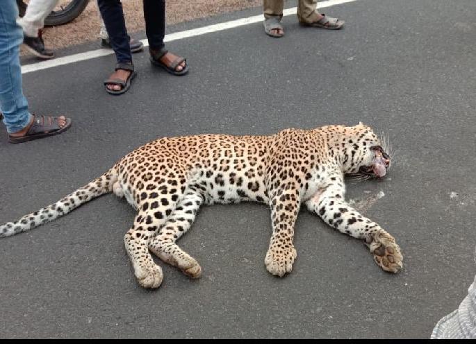 Bibat killed in collision with unknown vehicle; Incidents in the spring forest | अज्ञात वाहनाच्या धडकेत बिबट ठार; झरण वनपरिक्षेत्रातील घटना