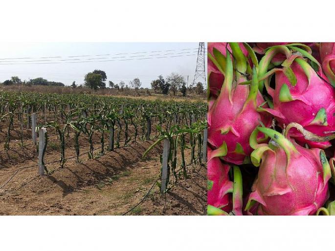 chandrapur farmer has started dragon fruit cultivation by learning from youtube videos | यू-ट्यूबवरून घेतले धडे अन् बहरली ड्रॅगन फळाची शेती chandrapur farmer has started dragon fruit cultivation by learning from youtube videos | यू-ट्यूबवरून घेतले धडे अन् बहरली ड्रॅगन फळाची शेती