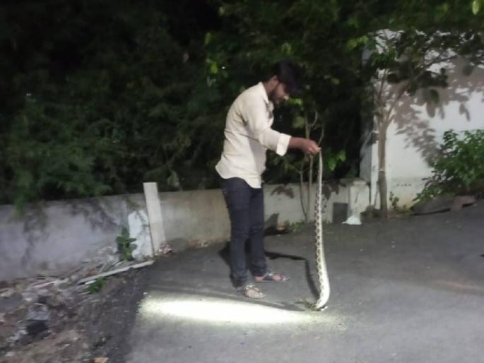 Poisonous sting caught by JCB The campaign was carried out for two days with the help of Sarpamitra | चक्क जेसीबी लावून पकडला विषारी घोणस; सर्पमित्रांच्या साह्याने दोन दिवस राबविली मोहीम Poisonous sting caught by JCB The campaign was carried out for two days with the help of Sarpamitra | चक्क जेसीबी लावून पकडला विषारी घोणस; सर्पमित्रांच्या साह्याने दोन दिवस राबविली मोहीम