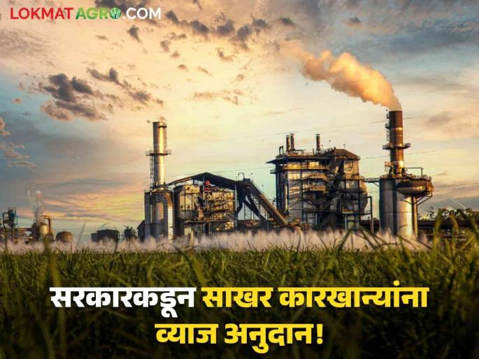 Sugar Factory State government favors factories! 14 crore interest subsidy for 84 sugar mills | Sugar Factory : राज्य सरकार कारखान्यांवर मेहेरबान! ८४ साखर कारखान्यांसाठी १४ कोटींचे व्याज अनुदान Sugar Factory State government favors factories! 14 crore interest subsidy for 84 sugar mills | Sugar Factory : राज्य सरकार कारखान्यांवर मेहेरबान! ८४ साखर कारखान्यांसाठी १४ कोटींचे व्याज अनुदान