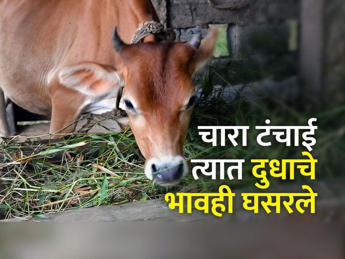 Farmers 'bankrupt' due to falling milk prices amid fodder crisis | चाऱ्याचे संकट असतानाच दुधाचे दर घटल्याने उत्पादकांचे 'दिवाळे'