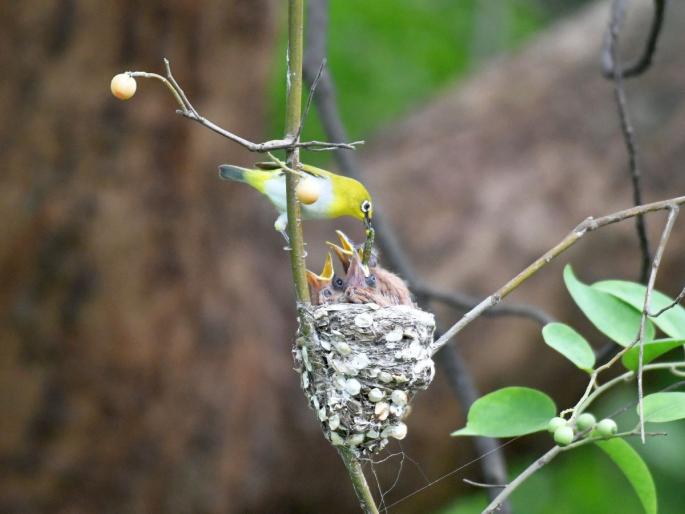 Strange... Indian White Eye bird feed the chicks of the Paradise Flycatcher bird | अजबच..! पिल्ले स्वर्गीय नर्तकाची अन् खाऊ घालताे चष्मेवाला Strange... Indian White Eye bird feed the chicks of the Paradise Flycatcher bird | अजबच..! पिल्ले स्वर्गीय नर्तकाची अन् खाऊ घालताे चष्मेवाला