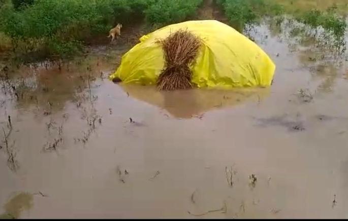 The impact of the return rain; Six injured in lightning strike, crop damage | परतीच्या पावसाचा तडाखा; वीज पडून सहा जखमी, पिकांचे नुकसान The impact of the return rain; Six injured in lightning strike, crop damage | परतीच्या पावसाचा तडाखा; वीज पडून सहा जखमी, पिकांचे नुकसान