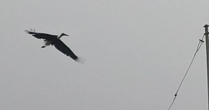 Rare Maldhok bird found in Shirla area! | शिर्ला परिसरात आढळला दुर्मीळ माळढोक पक्षी! Rare Maldhok bird found in Shirla area! | शिर्ला परिसरात आढळला दुर्मीळ माळढोक पक्षी!