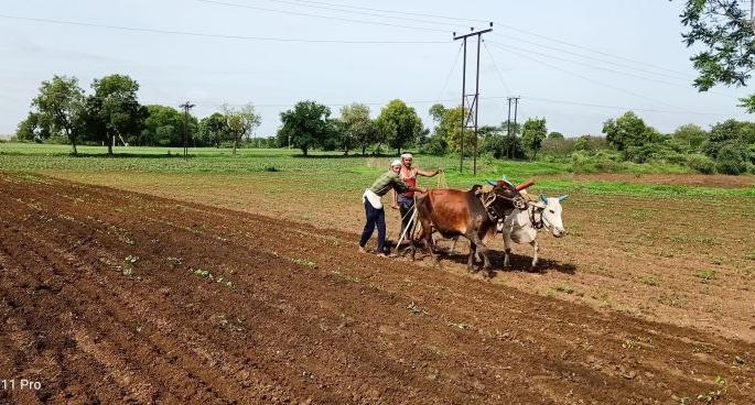 Due to drought; Farmers are afraid in Akola | दुष्काळाची चाहूल; शेतकरी धास्तावला Due to drought; Farmers are afraid in Akola | दुष्काळाची चाहूल; शेतकरी धास्तावला