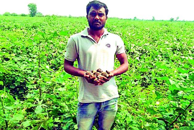 The storm hits the stormy rocks of the stormy winds | वादळी वाºयाने जमीनदोस्त झालेल्या पºहाटीची बोंडे सडू लागली The storm hits the stormy rocks of the stormy winds | वादळी वाºयाने जमीनदोस्त झालेल्या पºहाटीची बोंडे सडू लागली