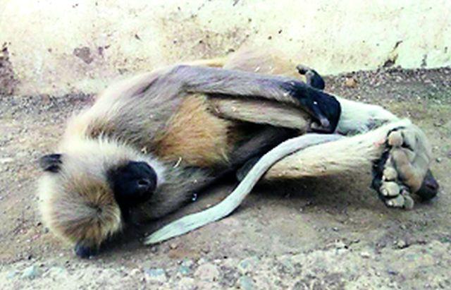 Vanar's death; Two injured | वानराचा मृत्यू; दोन जखमी Vanar's death; Two injured | वानराचा मृत्यू; दोन जखमी